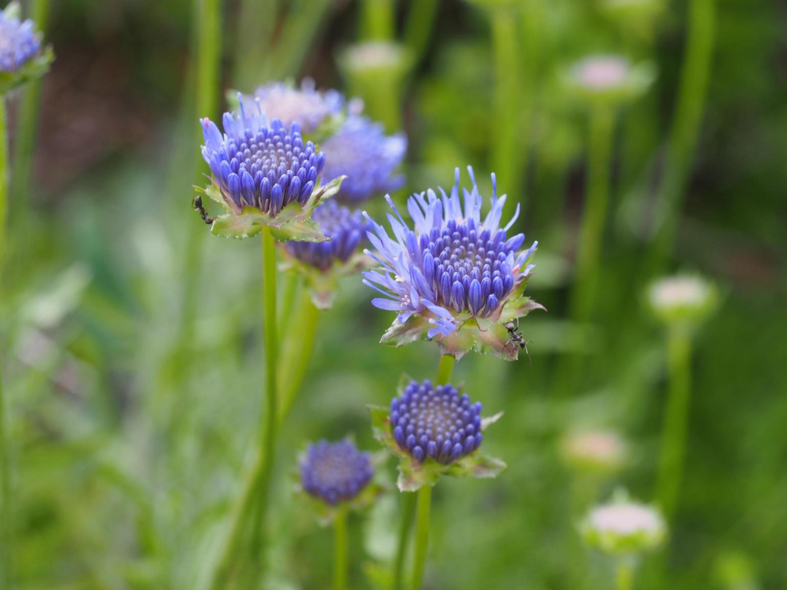 Sheepsbit, Perennial